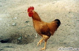 鮮活畜禽產(chǎn)品庫(kù)與水產(chǎn)養(yǎng)殖 產(chǎn)業(yè)鏈的蓬勃發(fā)展