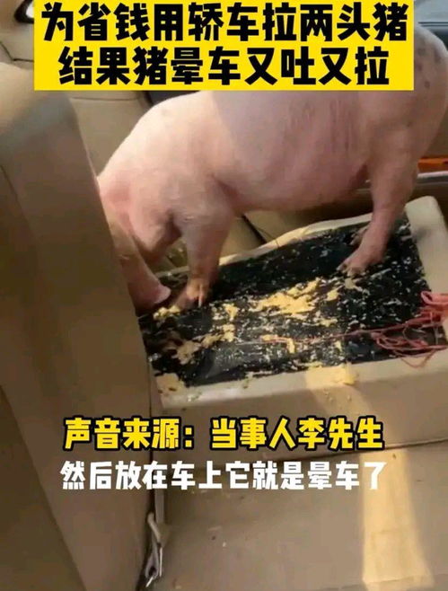 廣東男子用轎車(chē)運(yùn)豬引鬧劇 八十元洗車(chē)費(fèi)難消暈車(chē)苦，垂釣閑談成趣聞